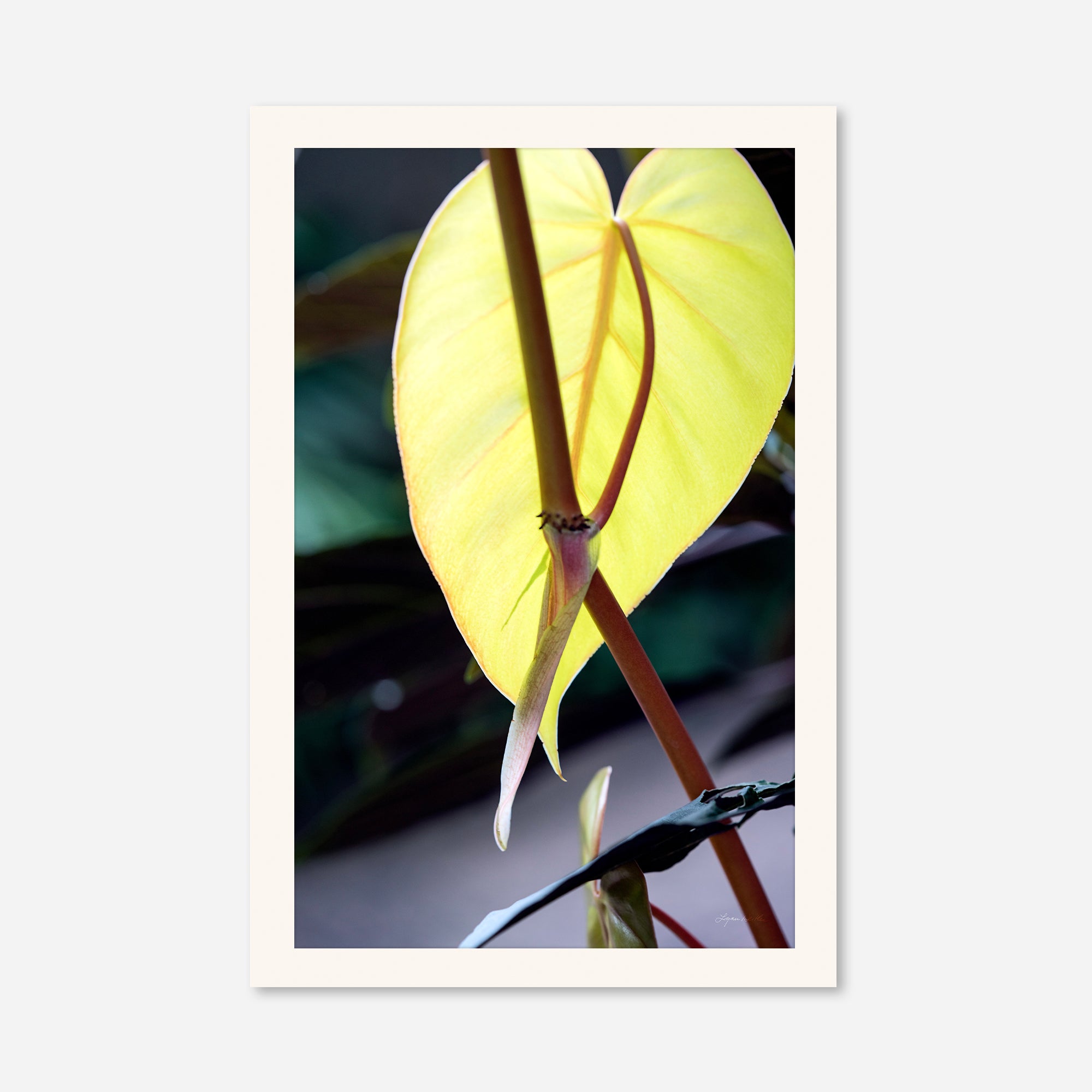 Macro no. 24