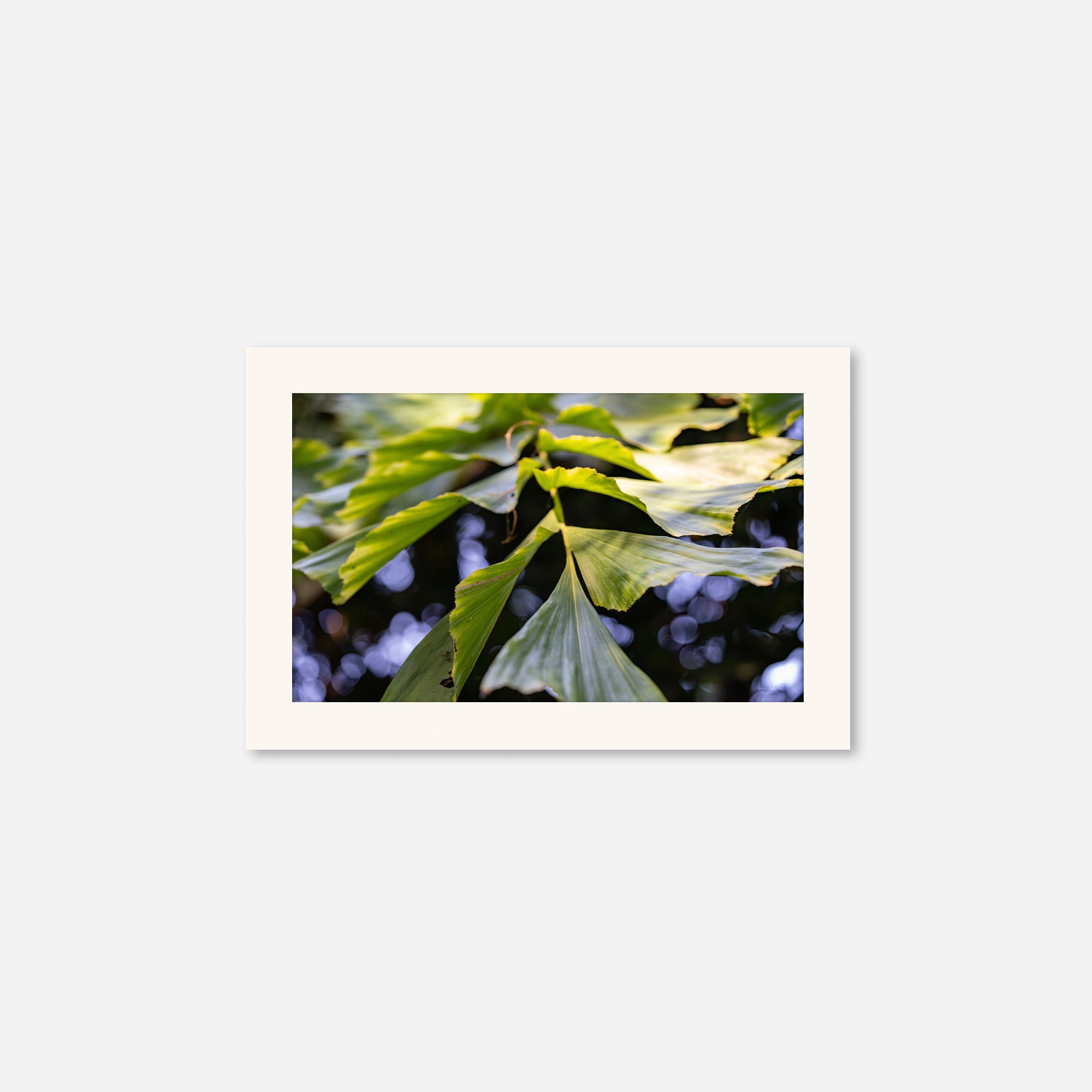Macro no. 21