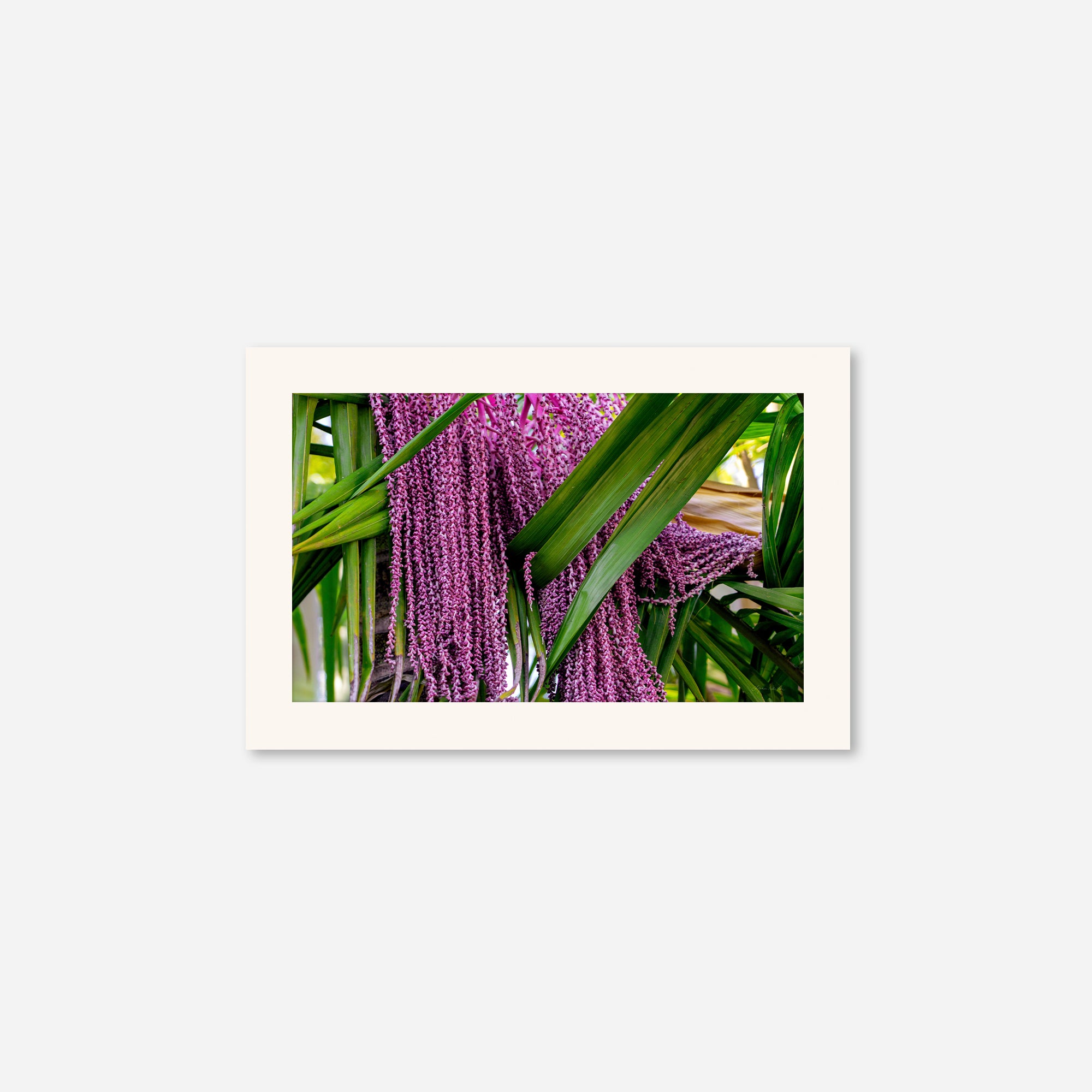 Macro no. 20