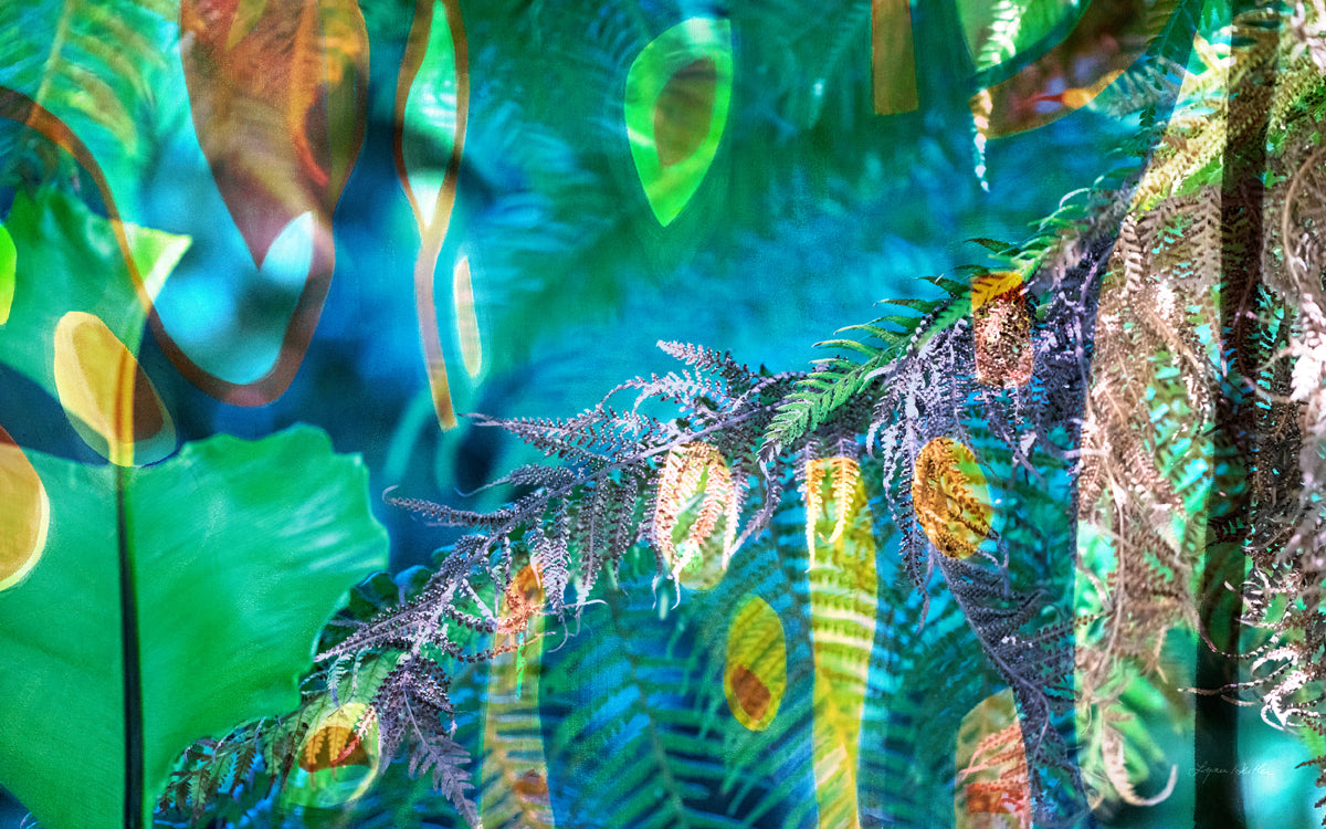 Peacock  no.1