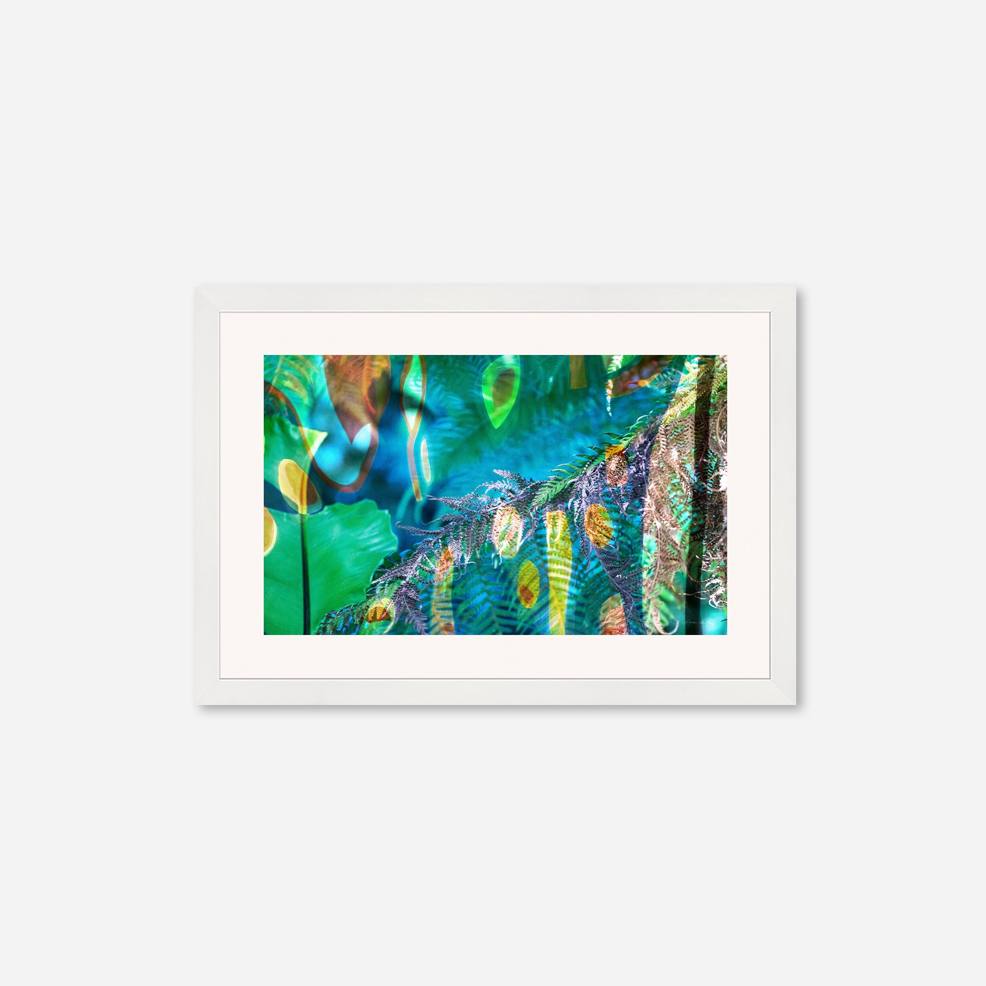 Peacock  no.1