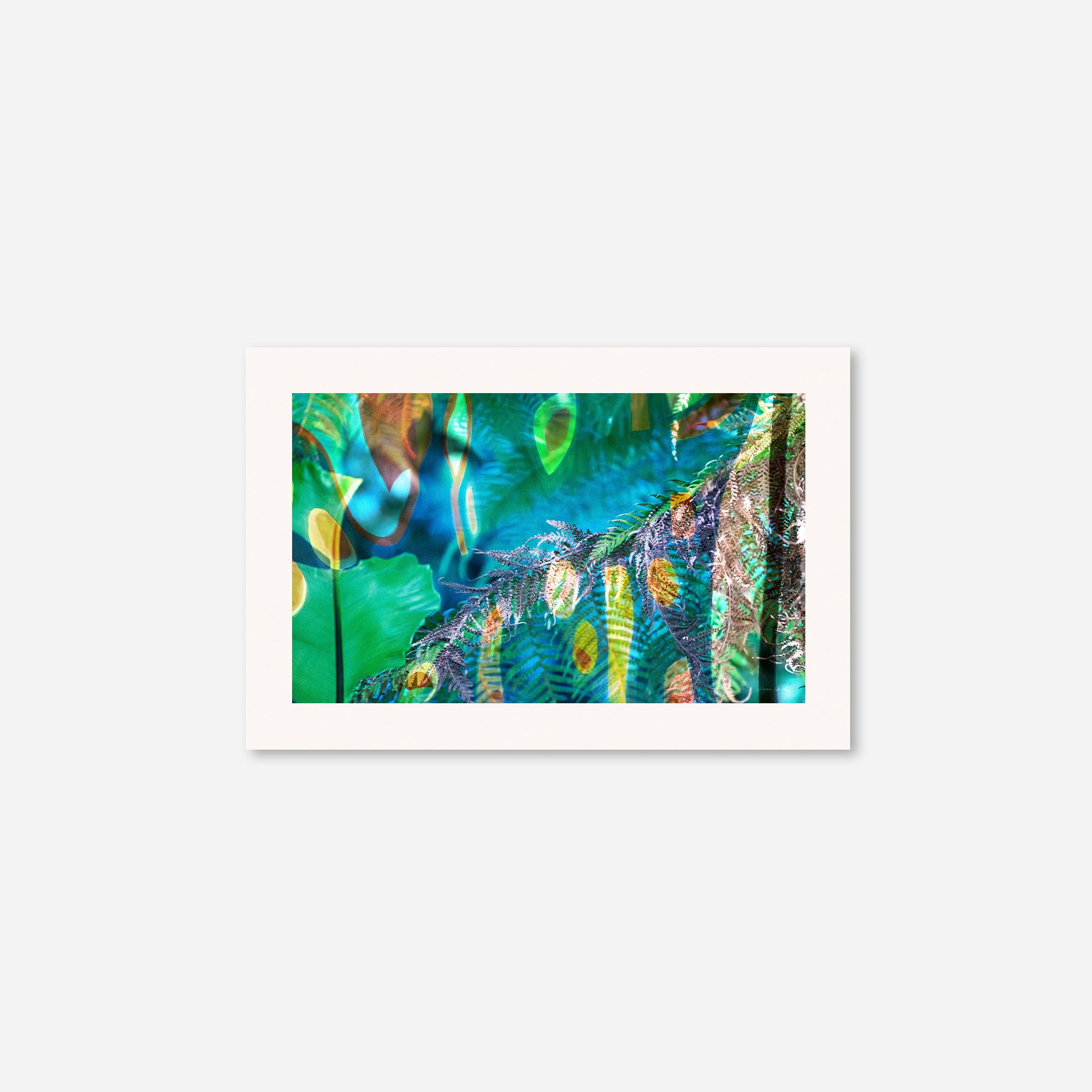 Peacock  no.1
