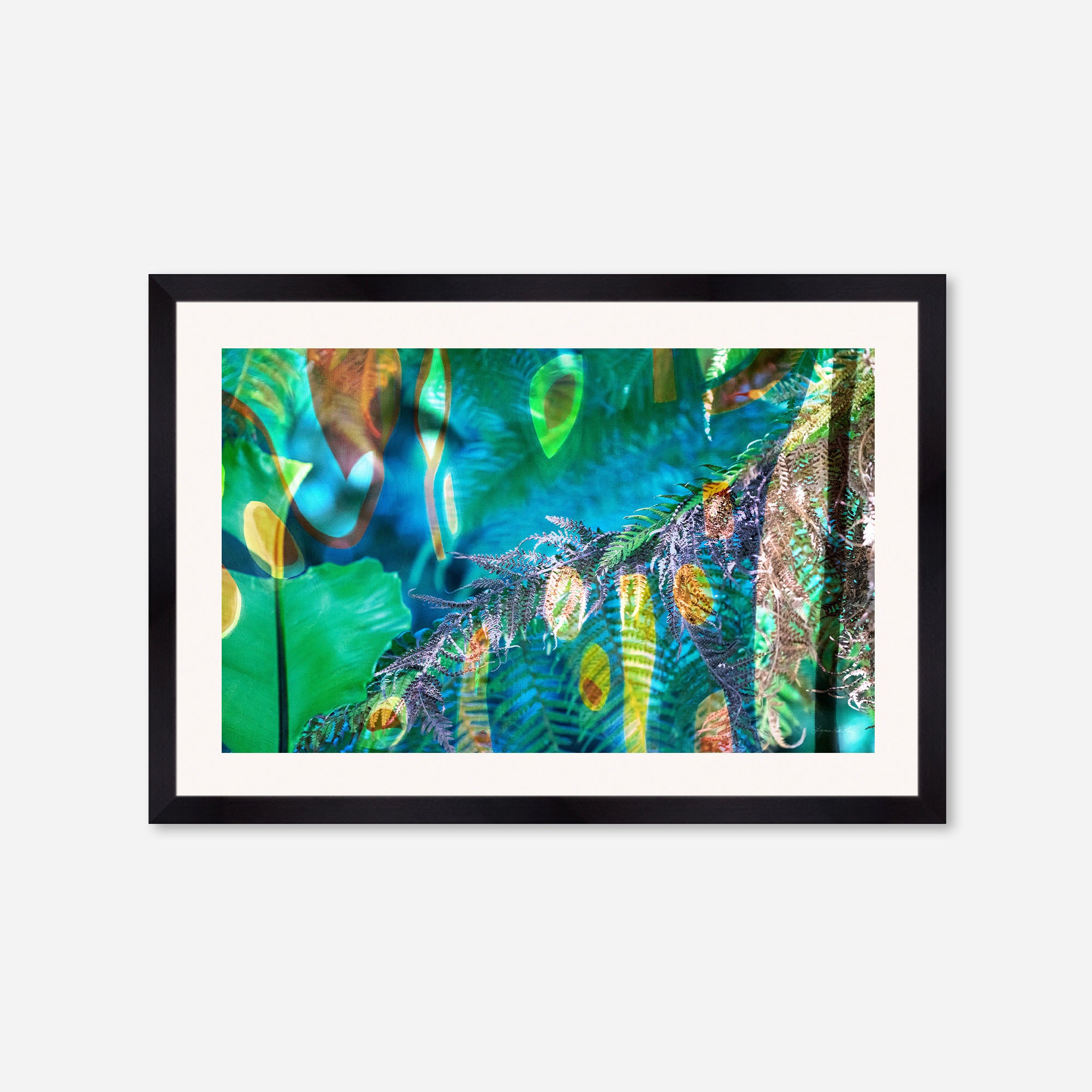 Peacock  no.1