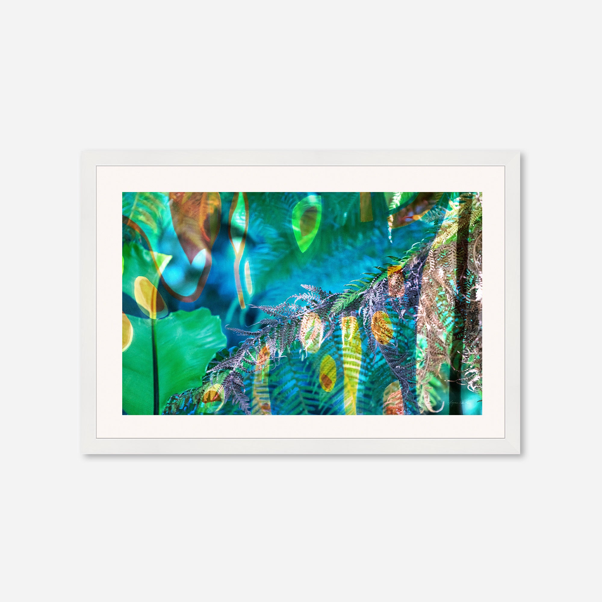Peacock  no.1