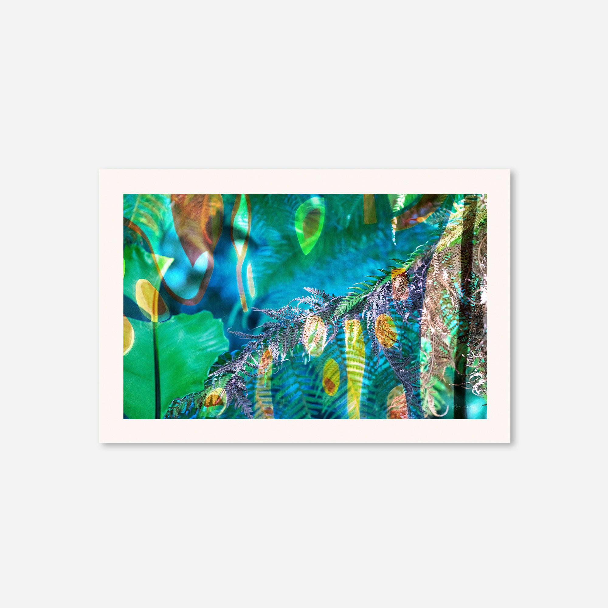 Peacock  no.1