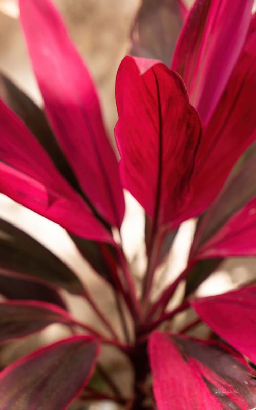 Red Leaves no. 1