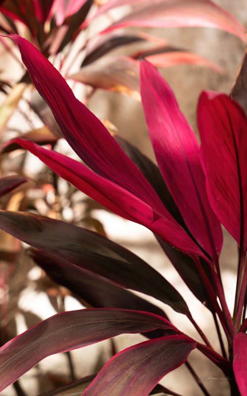 Red Leaves no. 2