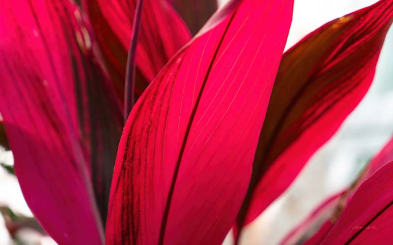 Red Leaves no. 4