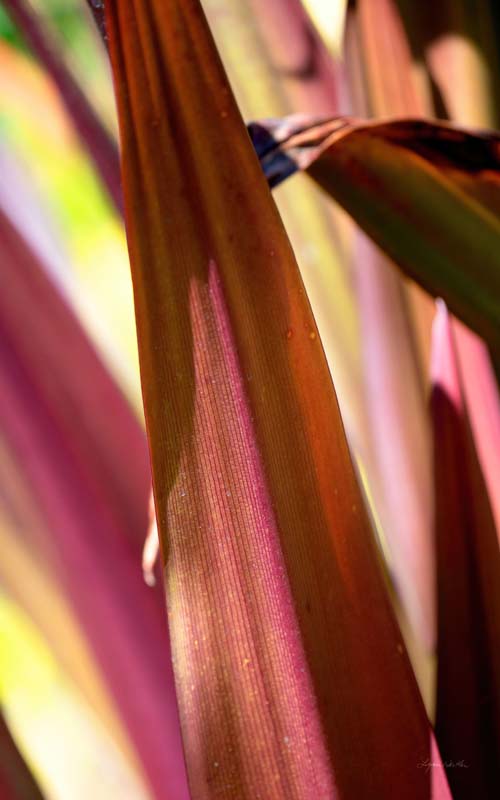 Red Leaves no. 5