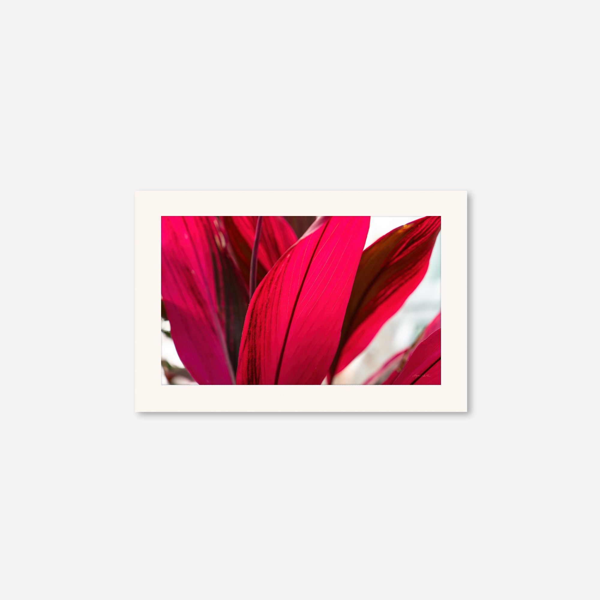 Red Leaves no. 4