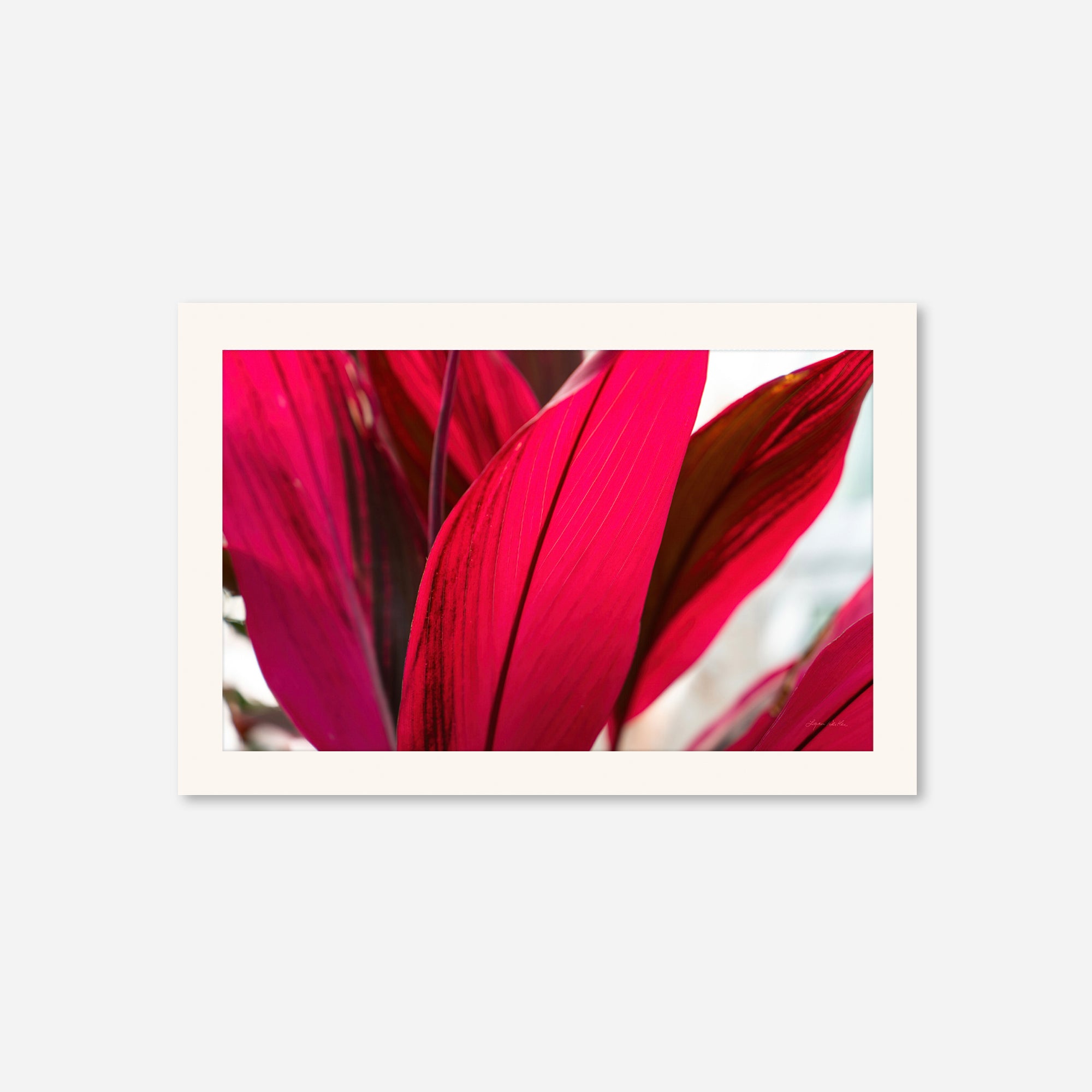 Red Leaves no. 4