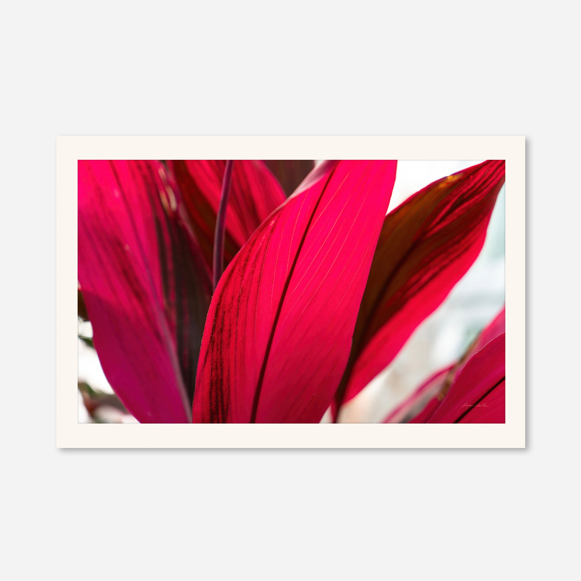 Red Leaves no. 4