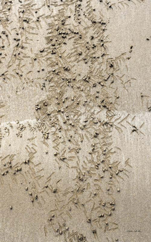 Seaside no. 13