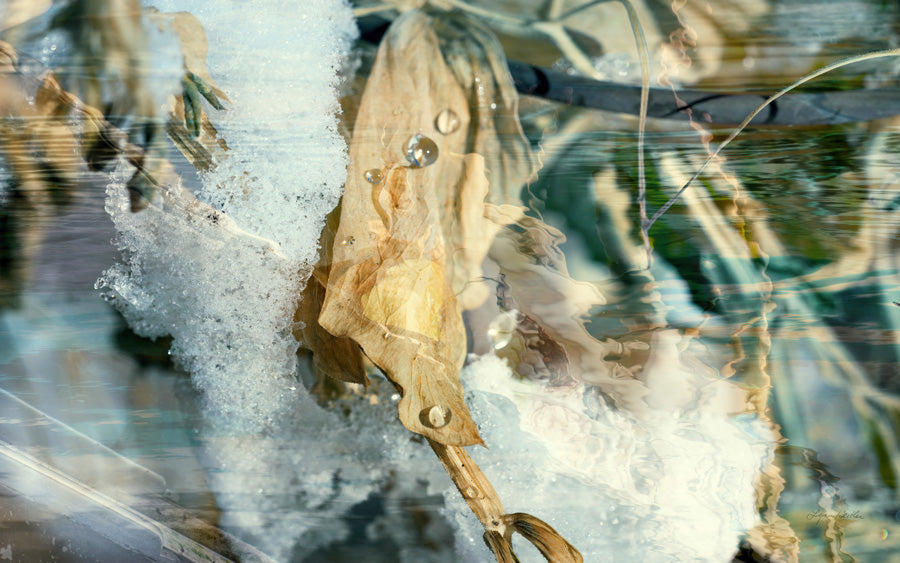 Solstice no.5