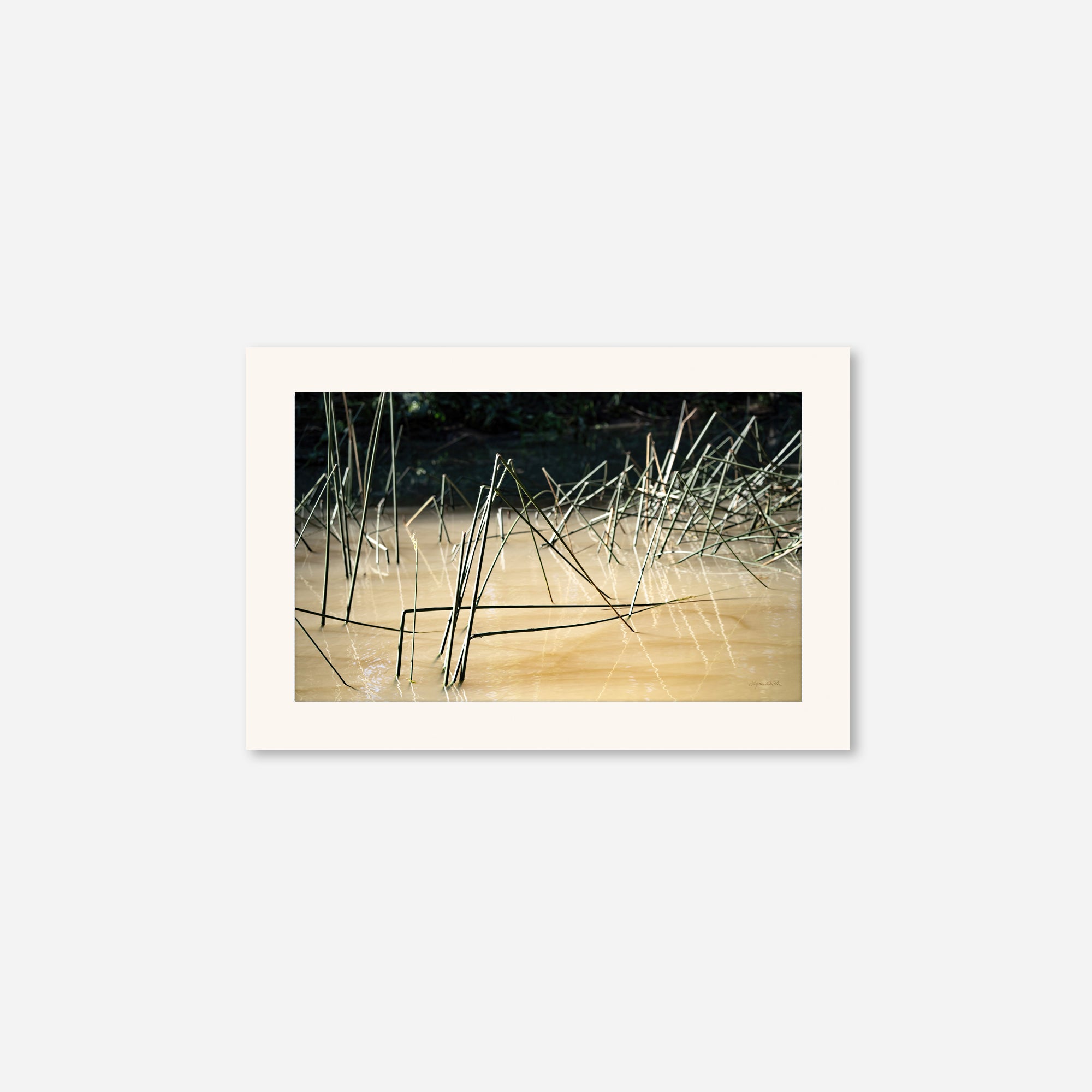 Tigre no. 3