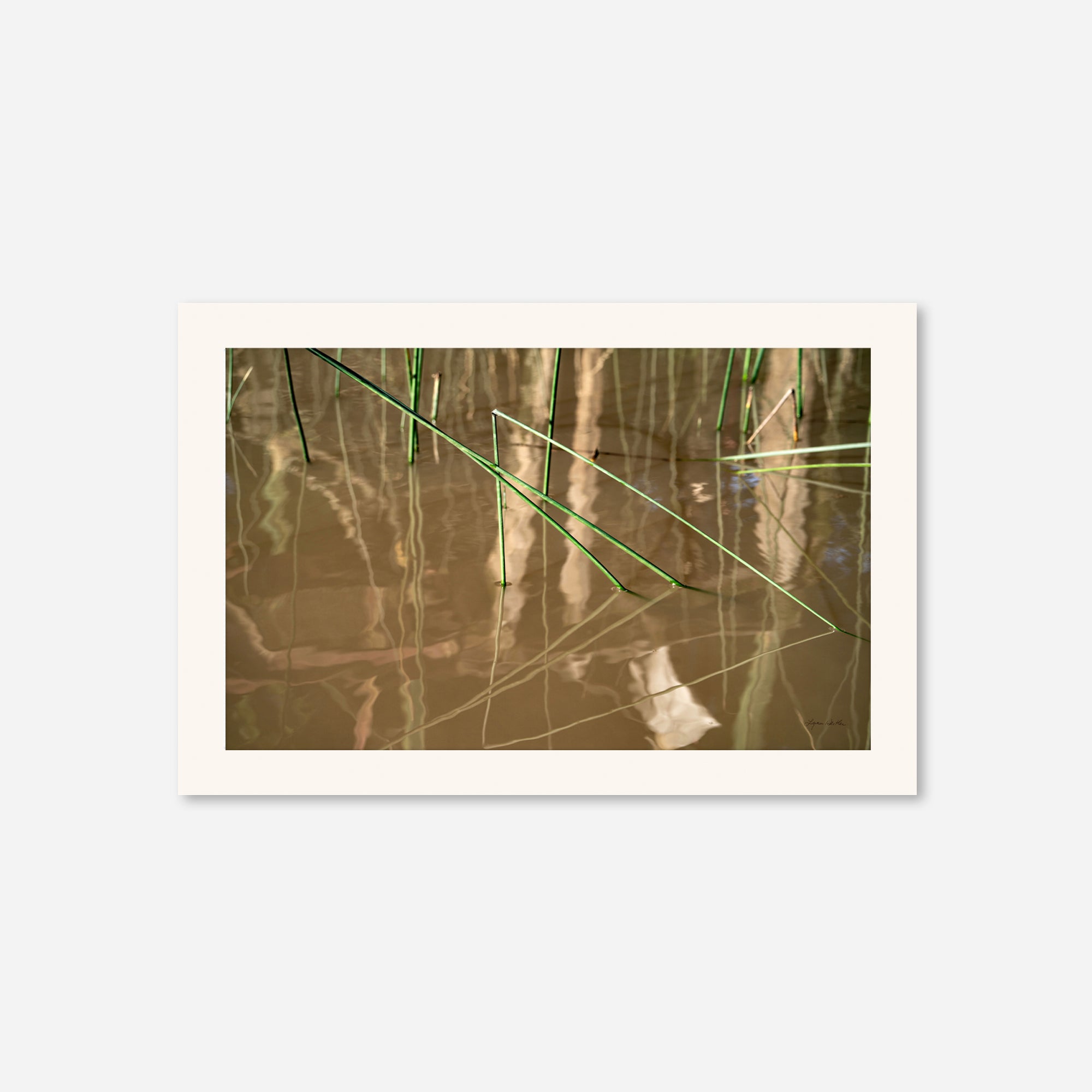 Tigre no. 10