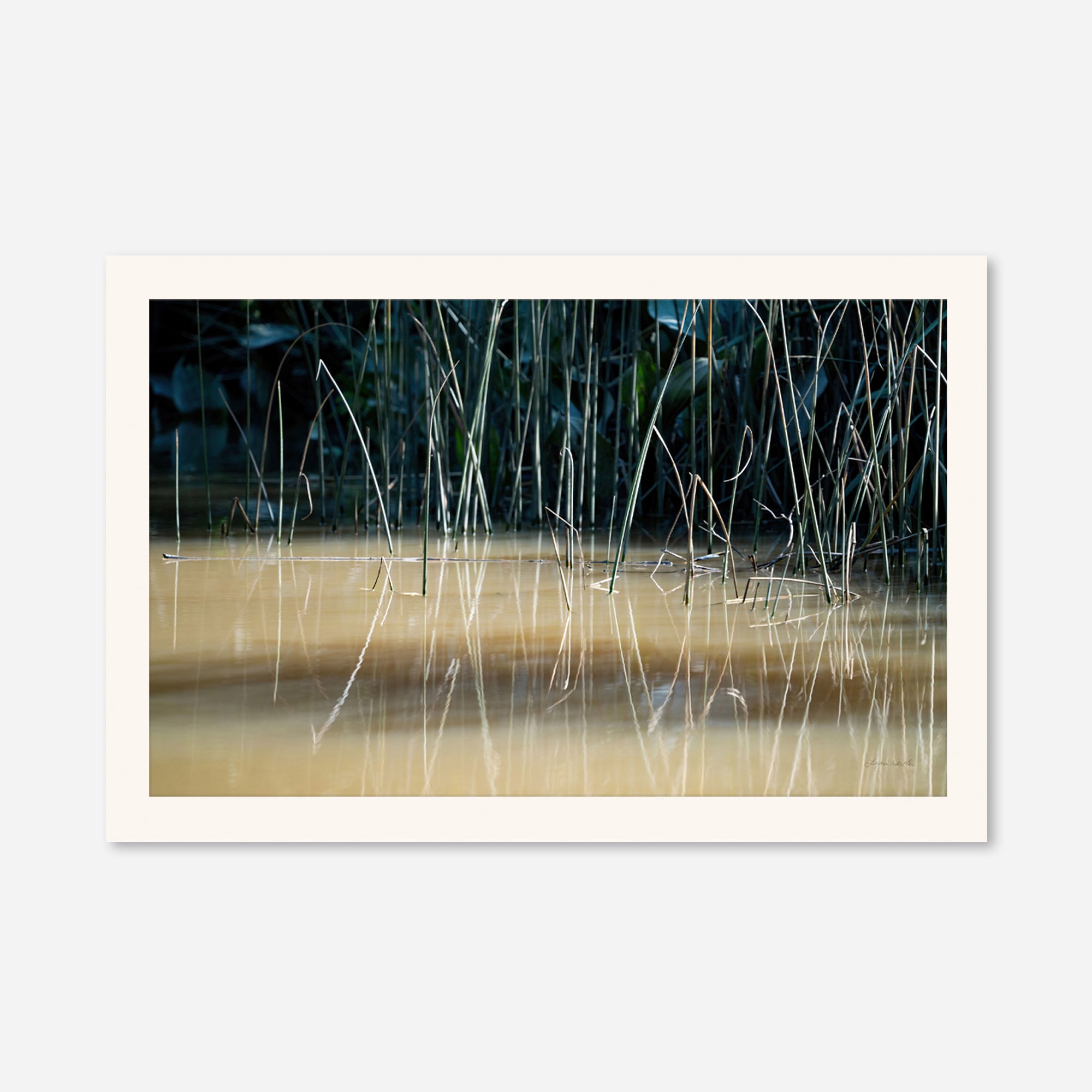 Tigre no. 2