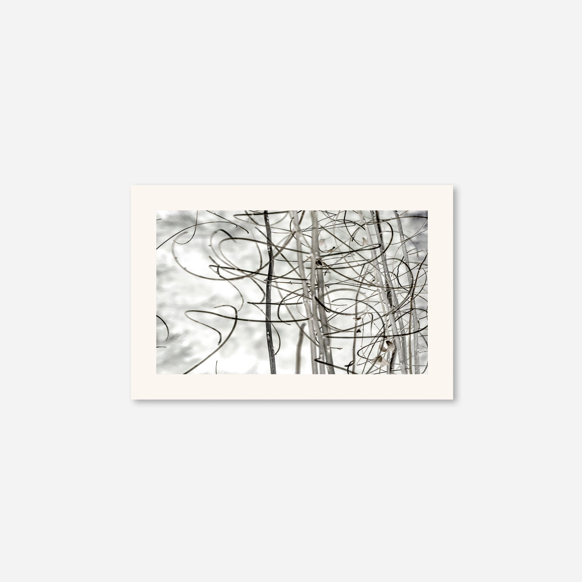 Twigs no. 2