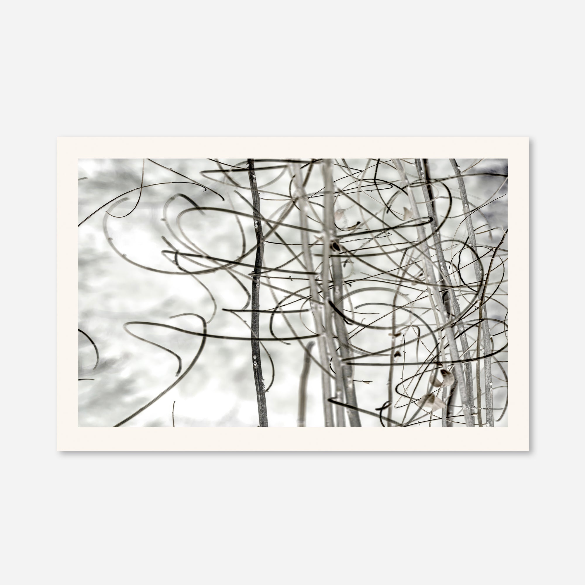 Twigs no. 2